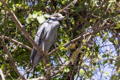 Blue Heron Palo Verde NP 2024